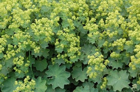 Alchemilla mollis geen maat specificatie 0,55L/P9cm - afbeelding 5