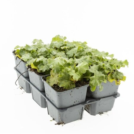 Alchemilla mollis geen maat specificatie 0,55L/P9cm - afbeelding 13