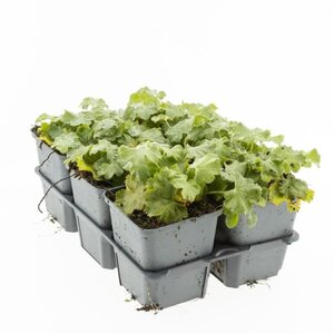 Alchemilla mollis geen maat specificatie 0,55L/P9cm - afbeelding 13