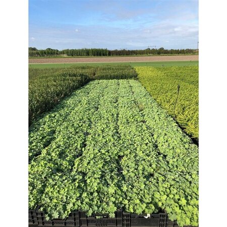 Alchemilla mollis geen maat specificatie 0,55L/P9cm - afbeelding 3
