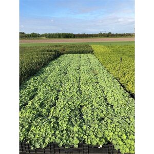 Alchemilla mollis geen maat specificatie 0,55L/P9cm - afbeelding 3