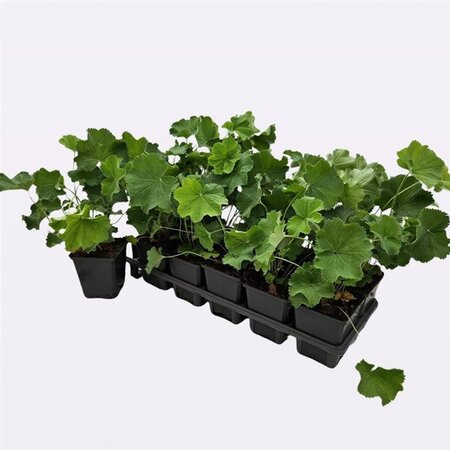 Alchemilla mollis geen maat specificatie 0,55L/P9cm - afbeelding 4
