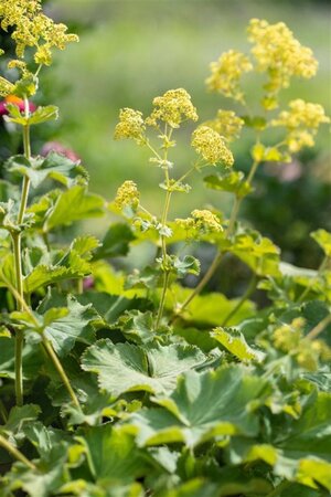 Alchemilla mollis geen maat specificatie 0,55L/P9cm - afbeelding 14