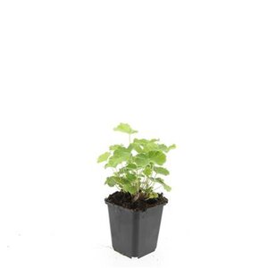 Alchemilla mollis geen maat specificatie 0,55L/P9cm - afbeelding 12