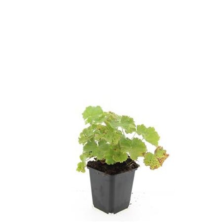 Alchemilla mollis geen maat specificatie 0,55L/P9cm - afbeelding 11