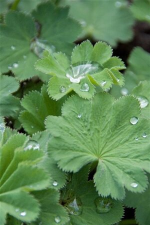 Alchemilla mollis geen maat specificatie 0,55L/P9cm - afbeelding 2
