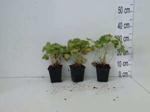 Alchemilla mollis geen maat specificatie 0,55L/P9cm - afbeelding 6