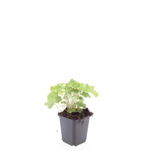 Alchemilla mollis geen maat specificatie 0,55L/P9cm - afbeelding 10
