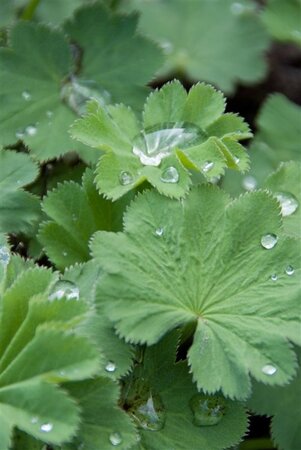Alchemilla mollis geen maat specificatie 0,55L/P9cm - afbeelding 9