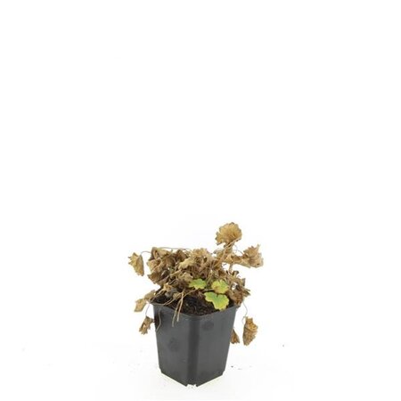 Alchemilla mollis geen maat specificatie 0,55L/P9cm - afbeelding 9