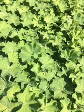 Alchemilla mollis geen maat specificatie 0,55L/P9cm - afbeelding 7