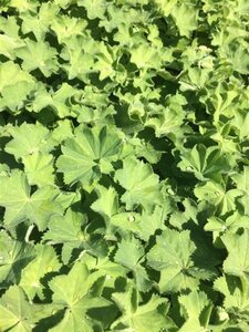 Alchemilla mollis geen maat specificatie 0,55L/P9cm - afbeelding 7