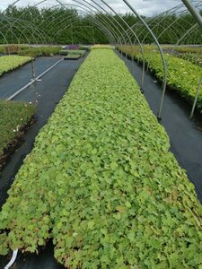 Alchemilla mollis geen maat specificatie 0,55L/P9cm - afbeelding 7