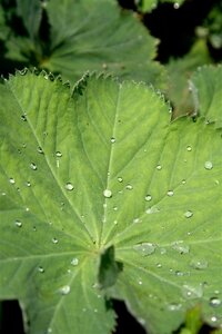 Alchemilla mollis geen maat specificatie 0,55L/P9cm - afbeelding 11