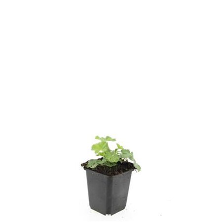 Alchemilla mollis geen maat specificatie 0,55L/P9cm - afbeelding 8