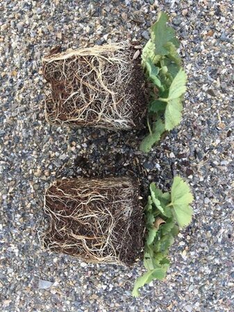 Alchemilla mollis geen maat specificatie 0,55L/P9cm - afbeelding 6