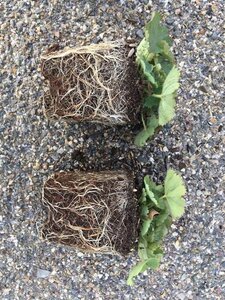 Alchemilla mollis geen maat specificatie 0,55L/P9cm - afbeelding 6