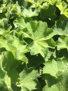 Alchemilla mollis geen maat specificatie 0,55L/P9cm - afbeelding 5