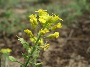 Alyssum montanum geen maat specificatie 0,55L/P9cm