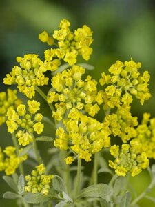 Alyssum montanum geen maat specificatie 0,55L/P9cm - afbeelding 3