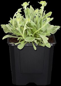 Alyssum montanum geen maat specificatie 0,55L/P9cm - afbeelding 2