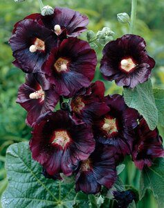 Alcea r. 'Nigra' geen maat specificatie 0,55L/P9cm - afbeelding 2
