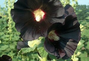 Alcea r. 'Nigra' geen maat specificatie 0,55L/P9cm