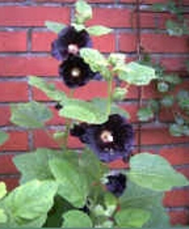 Alcea r. 'Nigra' geen maat specificatie 0,55L/P9cm - afbeelding 3