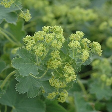 Alchemilla sericata 'Gold Strike' geen maat specificatie 0,55L/P9cm