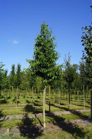 Alnus spaethii 18-20 Hoogstam draadkluit 3 X verplant - afbeelding 6