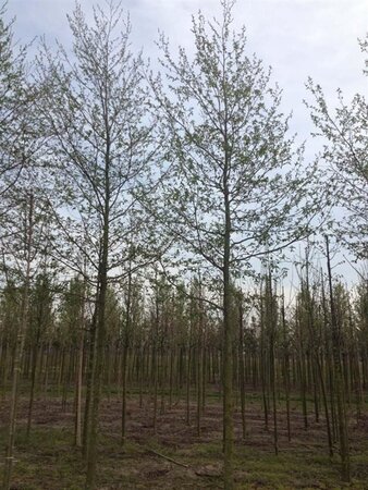 Alnus spaethii 18-20 STA WRB 3 X V - image 5