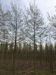 Alnus spaethii 18-20 STA WRB 3 X V - image 5