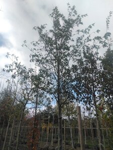 Alnus spaethii 25-30 Hoogstam draadkluit 3 X verplant - afbeelding 3