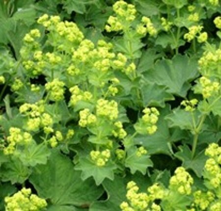 Alchemilla vulgaris geen maat specificatie 0,55L/P9cm - afbeelding 3