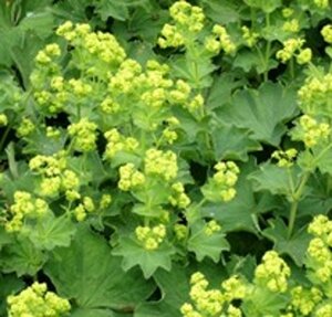 Alchemilla vulgaris geen maat specificatie 0,55L/P9cm - afbeelding 3
