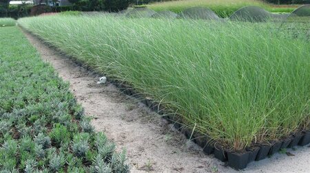 Ammophila arenaria geen maat specificatie 0,55L/P9cm - afbeelding 4