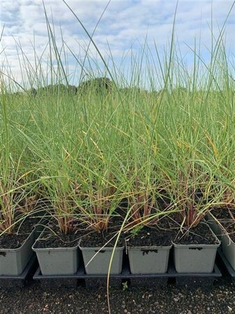 Ammophila arenaria geen maat specificatie 0,55L/P9cm - afbeelding 3