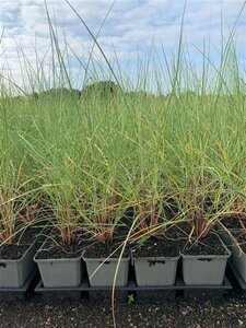 Ammophila arenaria geen maat specificatie 0,55L/P9cm - afbeelding 3