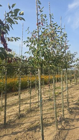 Amelanchier arborea 'Robin Hill' 6-8 Hoogstam wortelgoed - afbeelding 4