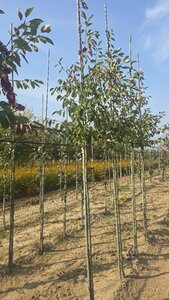 Amelanchier arborea 'Robin Hill' 6-8 Hoogstam wortelgoed - afbeelding 4