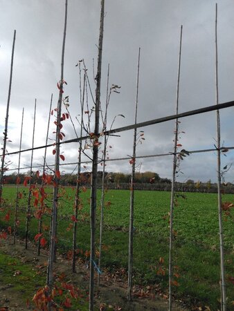 Amelanchier arborea 'Robin Hill' 6-8 Hoogstam wortelgoed - afbeelding 8