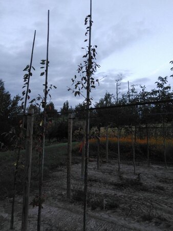 Amelanchier arborea 'Robin Hill' 6-8 Hoogstam wortelgoed - afbeelding 6