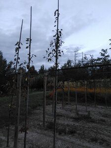 Amelanchier arborea 'Robin Hill' 6-8 Hoogstam wortelgoed - afbeelding 6