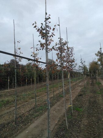 Amelanchier arborea 'Robin Hill' 6-8 Hoogstam wortelgoed - afbeelding 5
