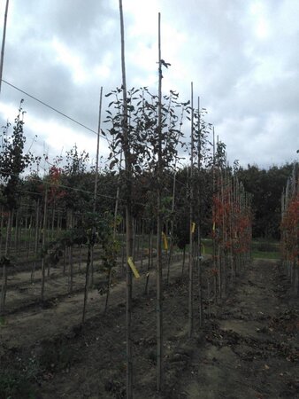 Amelanchier arborea 'Robin Hill' 6-8 Hoogstam wortelgoed - afbeelding 7