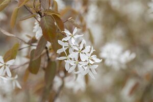 Amelanchier 'Ballerina' 6-8 Hoogstam wortelgoed