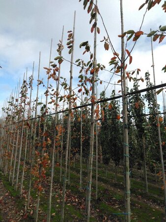 Amelanchier 'Ballerina' 6-8 Hoogstam wortelgoed - afbeelding 4