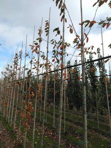 Amelanchier 'Ballerina' 6-8 Hoogstam wortelgoed - afbeelding 4