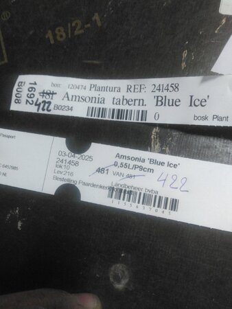 Amsonia 'Blue Ice' geen maat specificatie 0,55L/P9cm - afbeelding 5