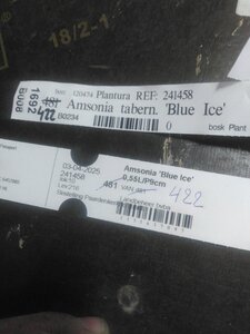 Amsonia 'Blue Ice' geen maat specificatie 0,55L/P9cm - afbeelding 5